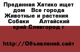 Преданная Хатико ищет дом - Все города Животные и растения » Собаки   . Алтайский край,Славгород г.